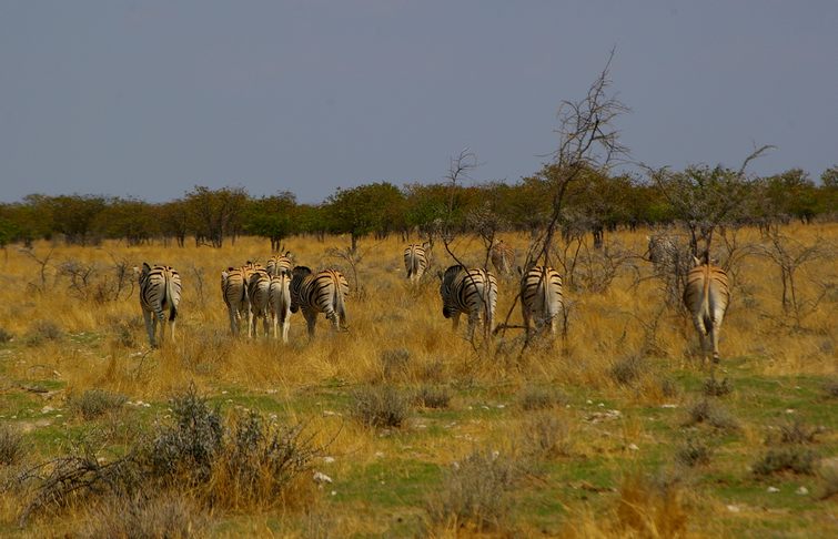 639 Namibia Okt 2006 .JPG